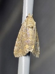 Eubolina impartialis