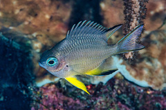 Amblyglyphidodon leucogaster