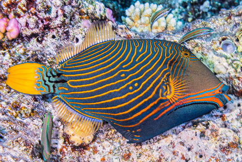 Orangestripe Triggerfish
