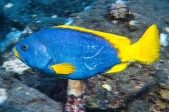Epinephelus flavocaeruleus