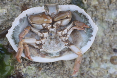 Cryptolithodes sitchensis