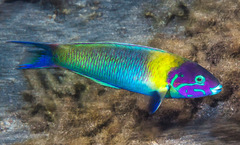 Thalassoma genivittatum
