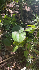 Smilax