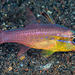 Goldbelly Cardinalfish - Photo (c) François Libert, some rights reserved (CC BY-NC-SA), uploaded by François Libert