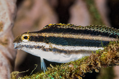 Petroscirtes breviceps
