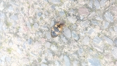 Euphoria basalis