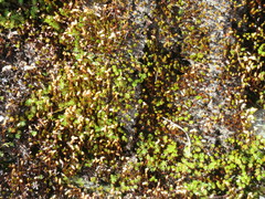 Polytrichum piliferum