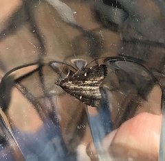 Tetanolita mynesalis