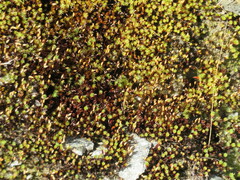 Polytrichum piliferum