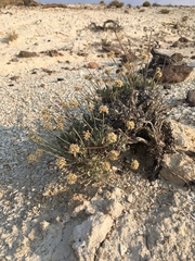 Eriogonum diatomaceum