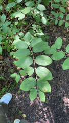 Symphoricarpos orbiculatus