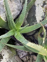 Aloe succotrina