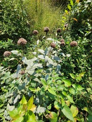 Monarda fistulosa