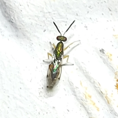 Torymidae