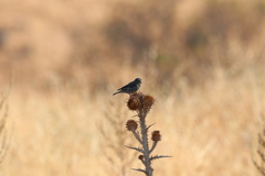 Chloris chloris aurantiiventris
