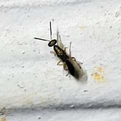 Torymidae