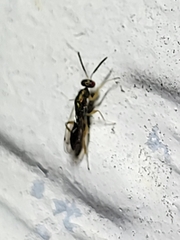 Torymidae