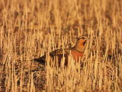 Pterocles alchata
