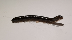 Cylindroiulus caeruleocinctus