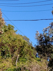 Todiramphus sanctus vagans