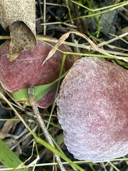 Boletus separans