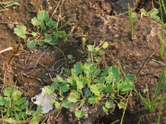 Halerpestes cymbalaria