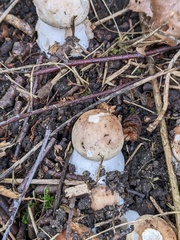 Chlorophyllum brunneum
