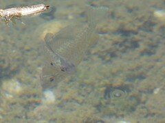 Lepomis gibbosus