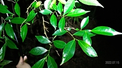 Ficus ampelos