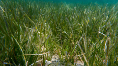 Cymodocea nodosa
