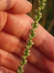 Triglochin maritima