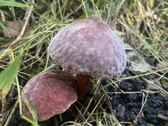 Boletus separans