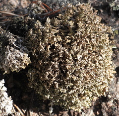 Cladonia strepsilis