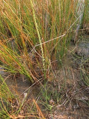 Triglochin maritima