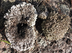 Cladonia strepsilis