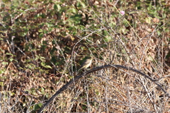 Hippolais polyglotta