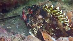 Scorpaena maderensis