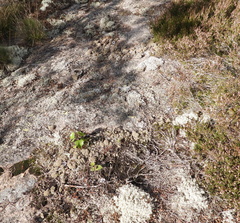 Cladonia strepsilis