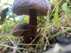 Boletus separans