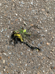 Gomphus vulgatissimus