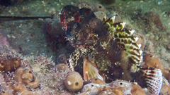 Scorpaena maderensis