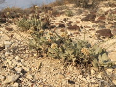 Eriogonum diatomaceum