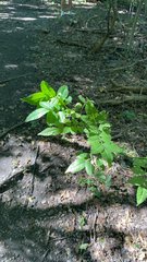 Zanthoxylum americanum