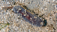 Holothuria