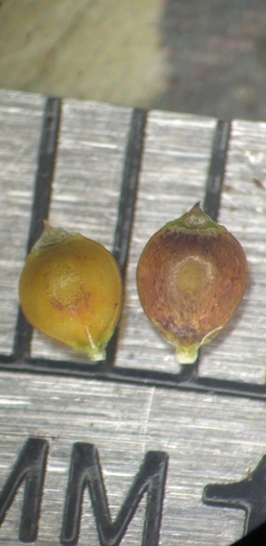 Image of Rhynchospora pallida by (c) Scott Ward, some rights reserved (CC BY)