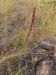 Orthocarpus luteus