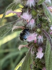 Tritomegas sexmaculatus