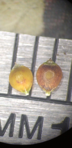 Image of Rhynchospora pallida by (c) Scott Ward, some rights reserved (CC BY)