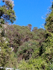 Todiramphus sanctus vagans