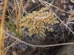 Selaginella densa